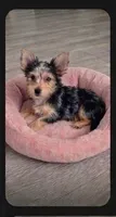 Jewel, a female Malchi for sale in Roanoke, VA – 1 of 5