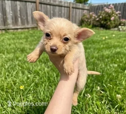 Teddy (Lilac Cream) – Chihuahua, Shih Tzu puppy for sale in Roanoke, VA