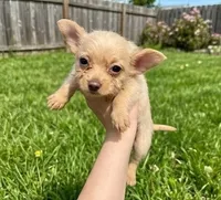Teddy (Lilac Cream), a male Chihuahua and Shih Tzu for sale in Roanoke, VA – 1 of 3