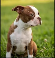 Toby, a male Boston Terrier for sale in Roanoke, VA – 3 of 5
