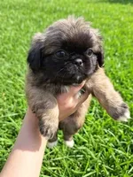 Bear, a male Pekingese for sale in Roanoke, VA – 3 of 4