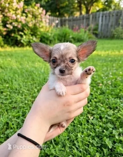 Teacup Lala – Malchi puppy for sale in Roanoke, VA