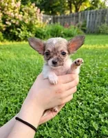 Teacup Lala, a female Malchi for sale in Roanoke, VA – 1 of 4
