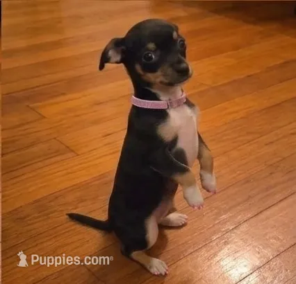 Pixie – Chihuahua puppy for sale in Roanoke, VA