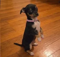 Pixie, a female Chihuahua for sale in Roanoke, VA – 1 of 4
