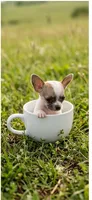 Ellie, a female Chihuahua for sale in Roanoke, VA – 3 of 6
