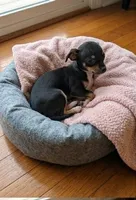 Pixie, a female Chihuahua for sale in Roanoke, VA – 4 of 4