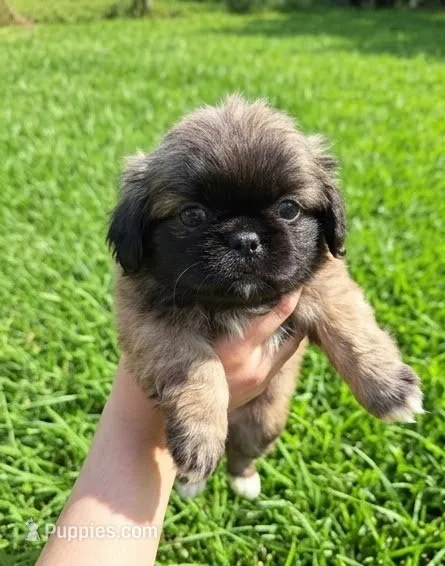 Bear – Pekingese puppy for sale in Roanoke, VA