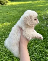 Buddy, a male Pekingese for sale in Roanoke, VA – 2 of 3