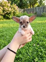 Teacup Lala, a female Malchi for sale in Roanoke, VA – 2 of 4
