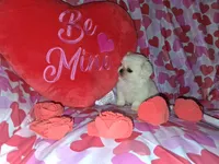 Oliver, a male Pekingese for sale in Roanoke, VA – Photo 3 of 7