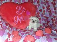 Oliver, a male Pekingese for sale in Roanoke, VA – Photo 5 of 7