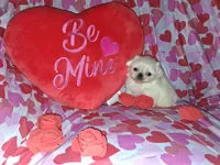 Oliver, a male Pekingese for sale in Roanoke, VA – Photo 1 of 7