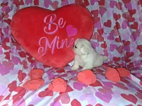 Oliver, a male Pekingese for sale in Roanoke, VA – Photo 4 of 7