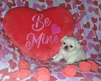 Oliver, a male Pekingese for sale in Roanoke, VA – Photo 2 of 7