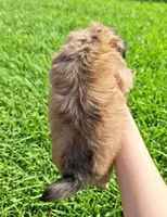 Bear, a male Pekingese for sale in Roanoke, VA – 2 of 4