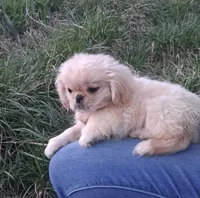 Goldie, a female Pekingese for sale in Roanoke, VA – Photo 4 of 6