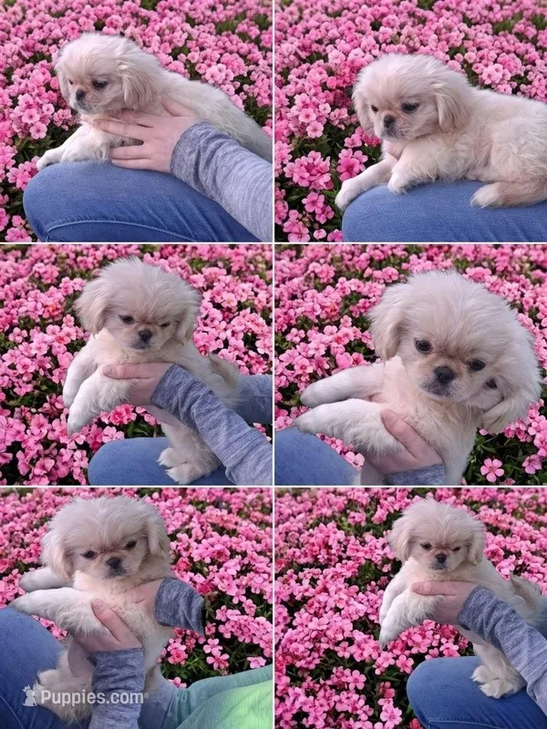 Goldie – Pekingese puppy for sale in Roanoke, VA