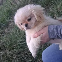 Goldie, a female Pekingese for sale in Roanoke, VA – Photo 6 of 6