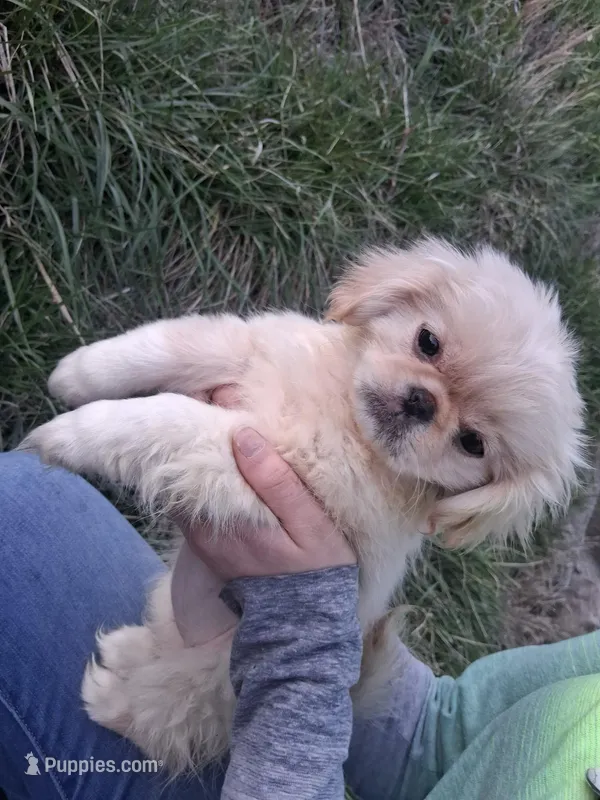 Goldie – Pekingese puppy for sale in Roanoke, VA
