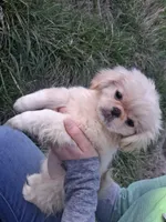 Goldie, a female Pekingese for sale in Roanoke, VA – Photo 1 of 6