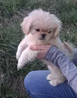 Goldie, a female Pekingese for sale in Roanoke, VA – Photo 2 of 6