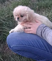 Goldie, a female Pekingese for sale in Roanoke, VA – Photo 5 of 6
