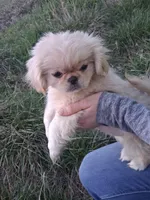 Goldie, a female Pekingese for sale in Roanoke, VA – Photo 3 of 6