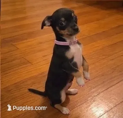 Pixie – Chihuahua puppy for sale in Roanoke, VA