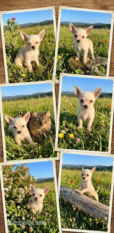 Teacup Sunny – Malchi puppy for sale in Roanoke, VA