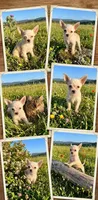 Teacup Sunny, a male Malchi for sale in Roanoke, VA – 1 of 1