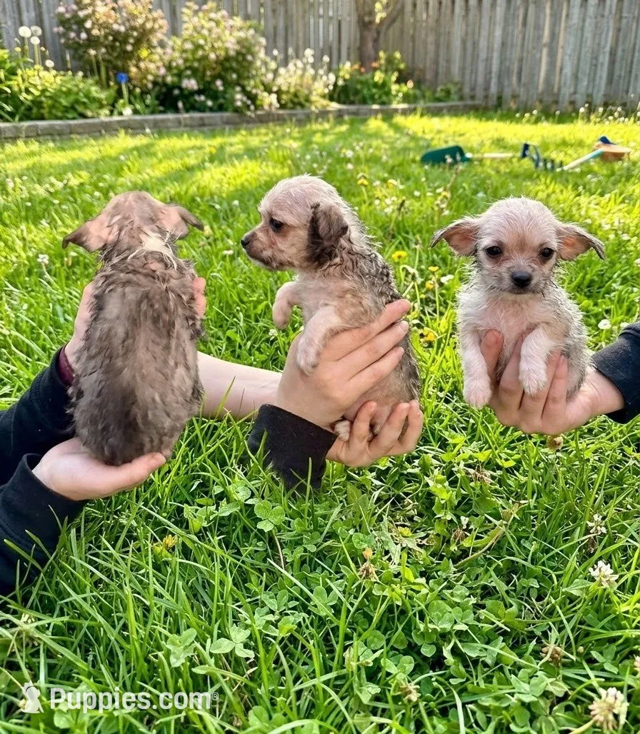 Lilly, a female Malchi for sale in Roanoke, VA – 1 of 3