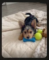 Jewel, a female Malchi for sale in Roanoke, VA – 3 of 5