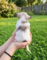Teacup Lala, a female Malchi for sale in Roanoke, VA – 3 of 4
