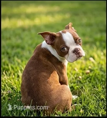 Toby – Boston Terrier puppy for sale in Roanoke, VA