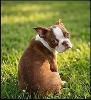 Toby, a male Boston Terrier for sale in Roanoke, VA – 1 of 5