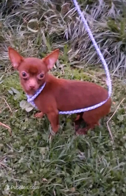 Chocolate Teacup Roxy – Chihuahua puppy for sale in Roanoke, VA