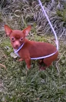 Chocolate Teacup Roxy, a female Chihuahua for sale in Roanoke, VA – Photo 1 of 4