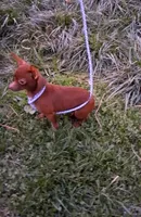 Chocolate Teacup Roxy, a female Chihuahua for sale in Roanoke, VA – Photo 4 of 4