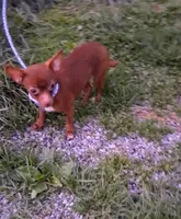 Chocolate Teacup Roxy, a female Chihuahua for sale in Roanoke, VA – Photo 2 of 4