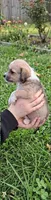 Lola, a female Malchi for sale in Roanoke, VA – 2 of 4