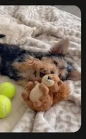 Jewel, a female Malchi for sale in Roanoke, VA – 4 of 5