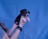 Daisy, a female Malchi for sale in Roanoke, VA – Photo 6 of 8