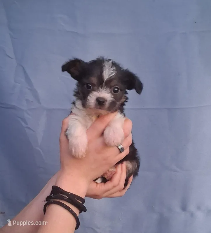 Daisy – Malchi puppy for sale in Roanoke, VA