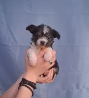 Daisy, a female Malchi for sale in Roanoke, VA – Photo 1 of 8