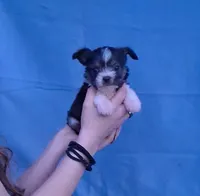 Daisy, a female Malchi for sale in Roanoke, VA – Photo 7 of 8