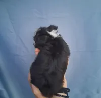 Daisy, a female Malchi for sale in Roanoke, VA – Photo 8 of 8