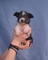 Daisy, a female Malchi for sale in Roanoke, VA – Photo 2 of 8