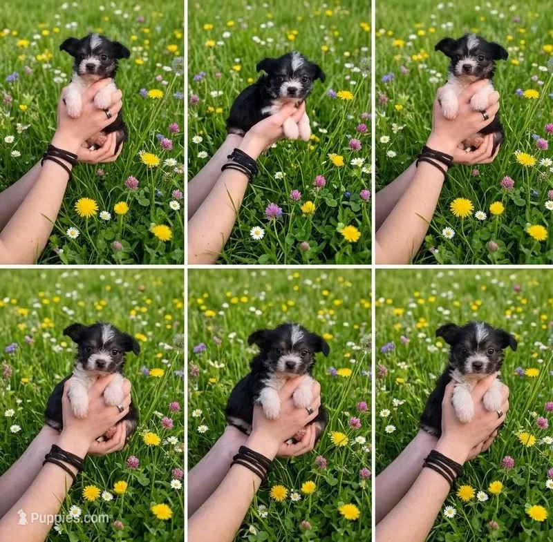 Miss Baby Face Daisy – Malchi puppy for sale in Roanoke, VA