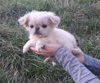 Penelope , a female Pekingese for sale in Roanoke, VA – Photo 2 of 4